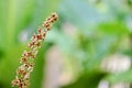 Male Nepenthes flower with selective focus on green background