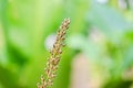 Male Nepenthes flower with selective focus on green background Royalty Free Stock Photo