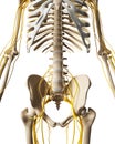 Male nerve system