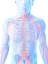 Male nerve system