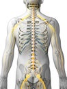 Male nerve system