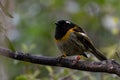 Male New Zealand Stitchbird