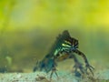 Male newt Royalty Free Stock Photo