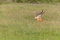 Male Nile Lechwe antelope Royalty Free Stock Photo