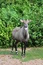 Nilgai Royalty Free Stock Photo