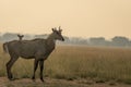 Male nilgai or blue bull or Boselaphus tragocamelus a Largest Asian antelope side profile in open field or grassland in golden Royalty Free Stock Photo