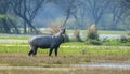 Male Nilgai (Boselaphus tragocamelus)