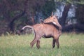 Male Nilgai Boselaphus tragocamelus with Brahmini myna sitting Royalty Free Stock Photo