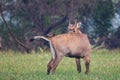 Male Nilgai Boselaphus tragocamelus with Brahmini mynas sittin Royalty Free Stock Photo