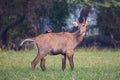 Male Nilgai Boselaphus tragocamelus with Brahmini mynas sittin Royalty Free Stock Photo