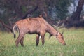 Male Nilgai Boselaphus tragocamelus with Brahmini mynas sittin Royalty Free Stock Photo