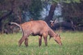 Male Nilgai Boselaphus tragocamelus with Brahmini mynas sittin Royalty Free Stock Photo