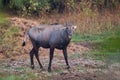 Male Nilgai Boselaphus tragocamelus standing in Keoladeo Ghana Royalty Free Stock Photo