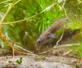 Male Ninespine Stickleback on Display