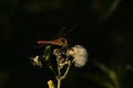 Male nomad darter sitting on a overblown flower