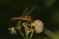 Male nomad darter sitting on a overblown flower