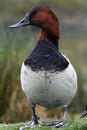 Male North American Canvasback Duck Royalty Free Stock Photo