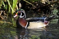 Male North American Wood Duck Royalty Free Stock Photo