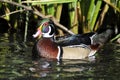 Male North American Wood Duck Royalty Free Stock Photo