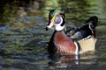 Male North American Wood Duck Royalty Free Stock Photo