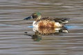 Male Norther Shoveler