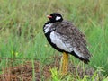 Male of northern black korhaan