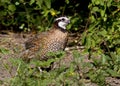 Male northern bobwhite Royalty Free Stock Photo