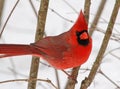 Male Northern Cardinal Royalty Free Stock Photo