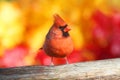 Male Northern Cardinal Royalty Free Stock Photo