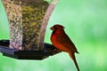 Male Northern Cardinal