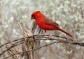 Male northern cardinal on a barbed wire perch at the La Lomita Bird and Wildlife Photography Ranch in Uvalde, Texas. Royalty Free Stock Photo