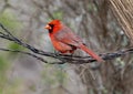 Male northern cardinal on a barbed wire perch at the La Lomita Bird and Wildlife Photography Ranch in Uvalde, Texas. Royalty Free Stock Photo