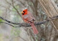 Male northern cardinal on a barbed wire perch at the La Lomita Bird and Wildlife Photography Ranch in Uvalde, Texas. Royalty Free Stock Photo