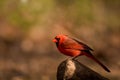 Male Northern Cardinal bird Royalty Free Stock Photo