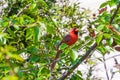 Male Northern Cardinal bird (Cardinalis cardinalis) Royalty Free Stock Photo