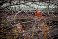 Male Northern Cardinal Bird at Central Park - New York, USA Royalty Free Stock Photo