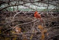 Male Northern Cardinal Bird at Central Park - New York, USA Royalty Free Stock Photo