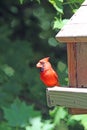 Male Northern Cardinal on a Bird Feeder in Minnesota Royalty Free Stock Photo