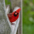 Male Northern Cardinal bird in Michigan Royalty Free Stock Photo