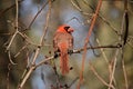 A male Northern Cardinal bird perched in a bush Royalty Free Stock Photo