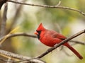 Male Northern Cardinal, Cardinalis cardinalis Royalty Free Stock Photo