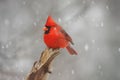 Male Northern Cardinal (cardinalis cardinalis) Royalty Free Stock Photo