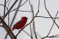 a male northern cardinal Cardinalis cardinalis Royalty Free Stock Photo