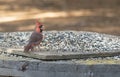 Male Northern Cardinal, Cardinalis cardinalis at a feeding station Royalty Free Stock Photo