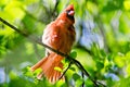 Male Northern Cardinal Cardinalis cardinalis north carolina bi Royalty Free Stock Photo