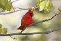 Male Northern Cardinal