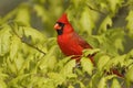 Male Northern Cardinal