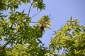Male Northern cardinal (Cardinalis cardinalis) Ã¢â¬â¹perched on tree branch against bright blue sky Royalty Free Stock Photo