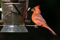 Male northern cardinal Cardinalis cardinalis eating breakfast at a backyard bird feeder. Royalty Free Stock Photo