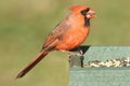 Male Northern Cardinal cardinalis on a Feeder Royalty Free Stock Photo